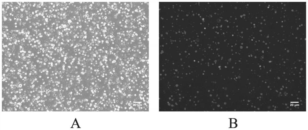 Application of vascular endothelial growth factor in promoting the proliferation and migration of chicken primordial germ cells