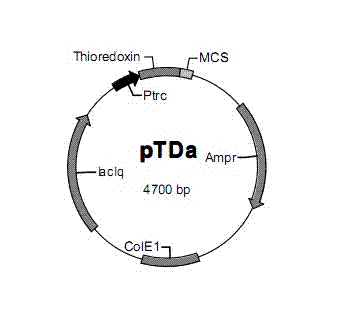 Parathyroid hormone (PTH) derivative