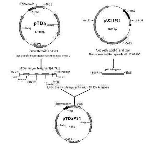 Parathyroid hormone (PTH) derivative