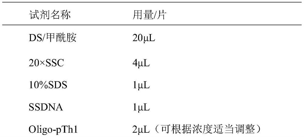 Oligonucleotide probe developed by using specific sequence of elytrigia elongata