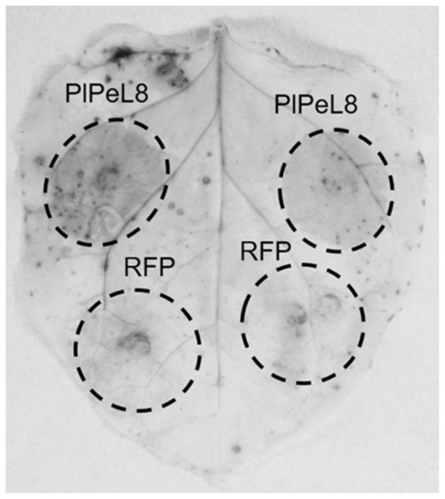 Peronophythora litchii secreting type protein elicitor PlPeL8 and application thereof