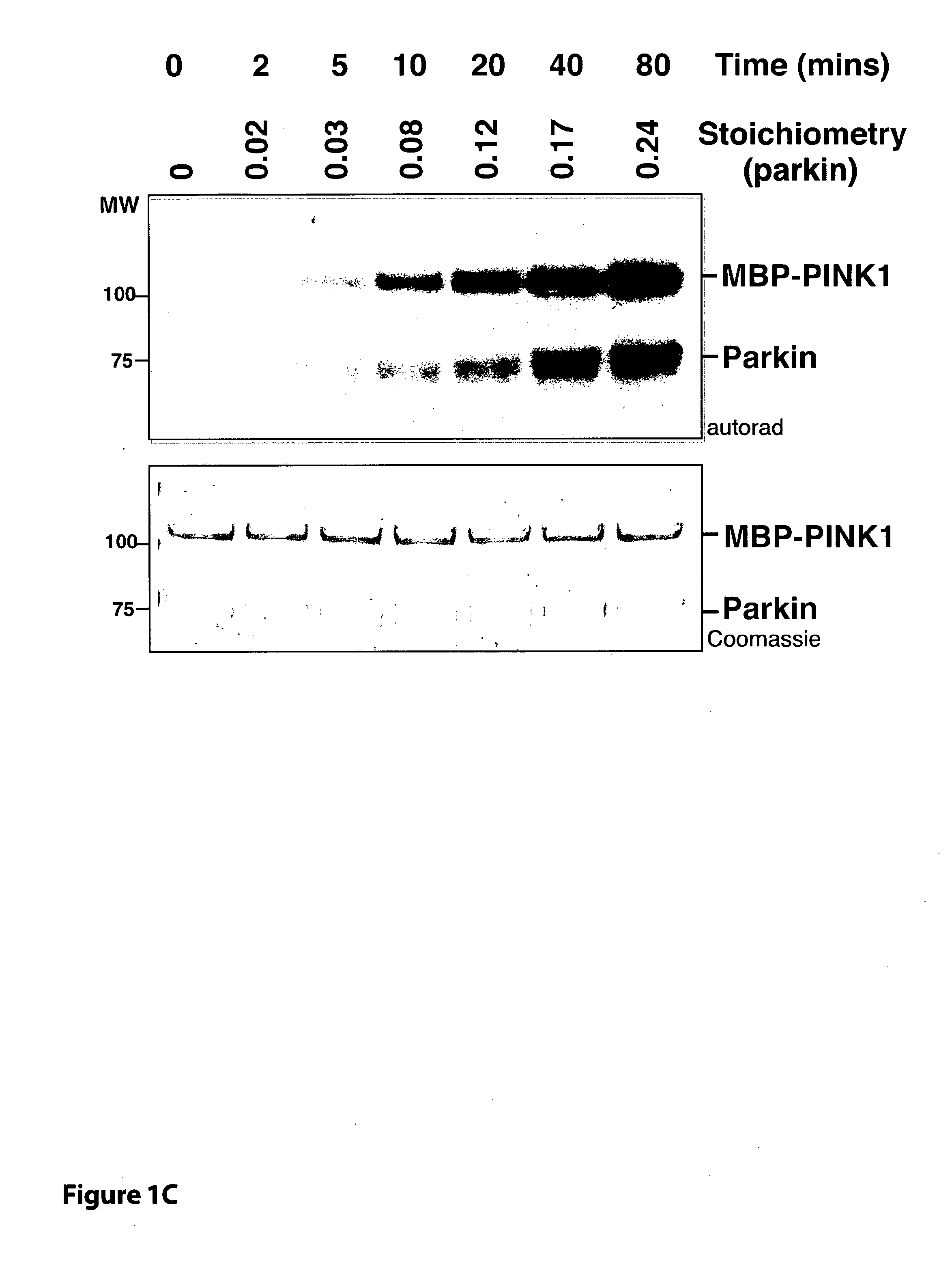 Parkinson's Disease Biomarker