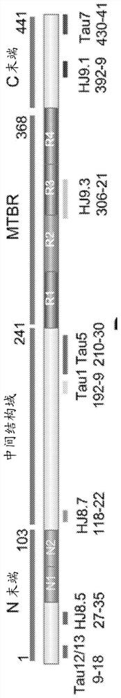 Methods of diagnosing and treating based on site-specific tau phosphorylation