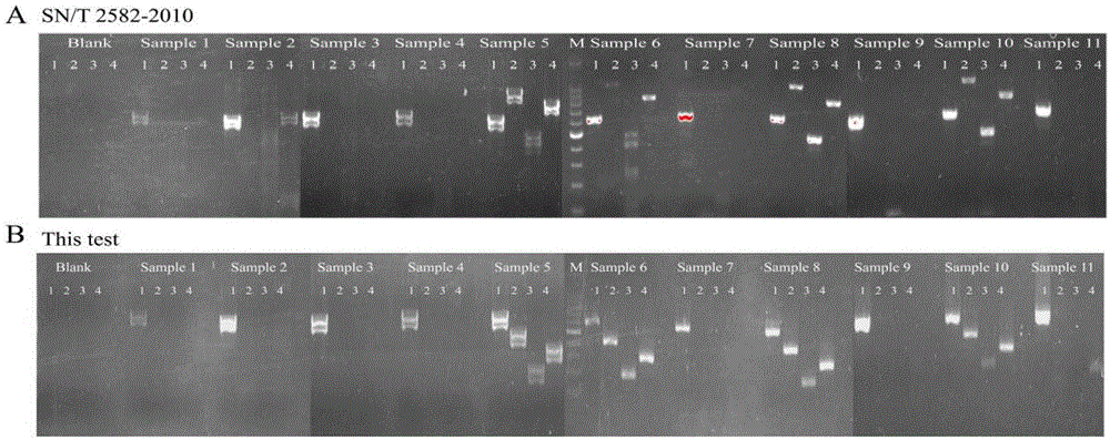 Single PCR detection primer pair group for fungus producing aflatoxin, detection method and application thereof