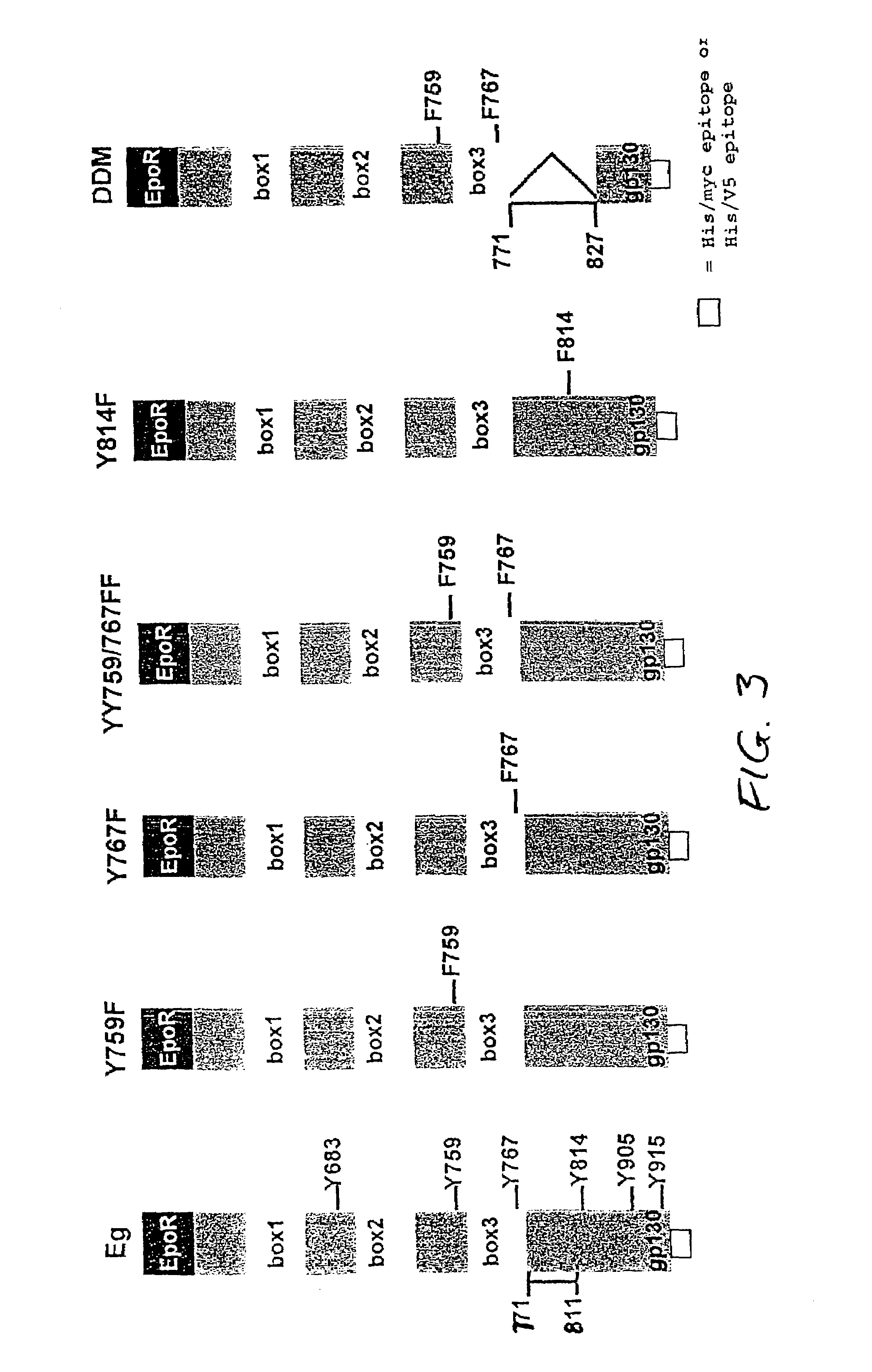 Inhibition of the proliferation of cells of the multiple myeloma