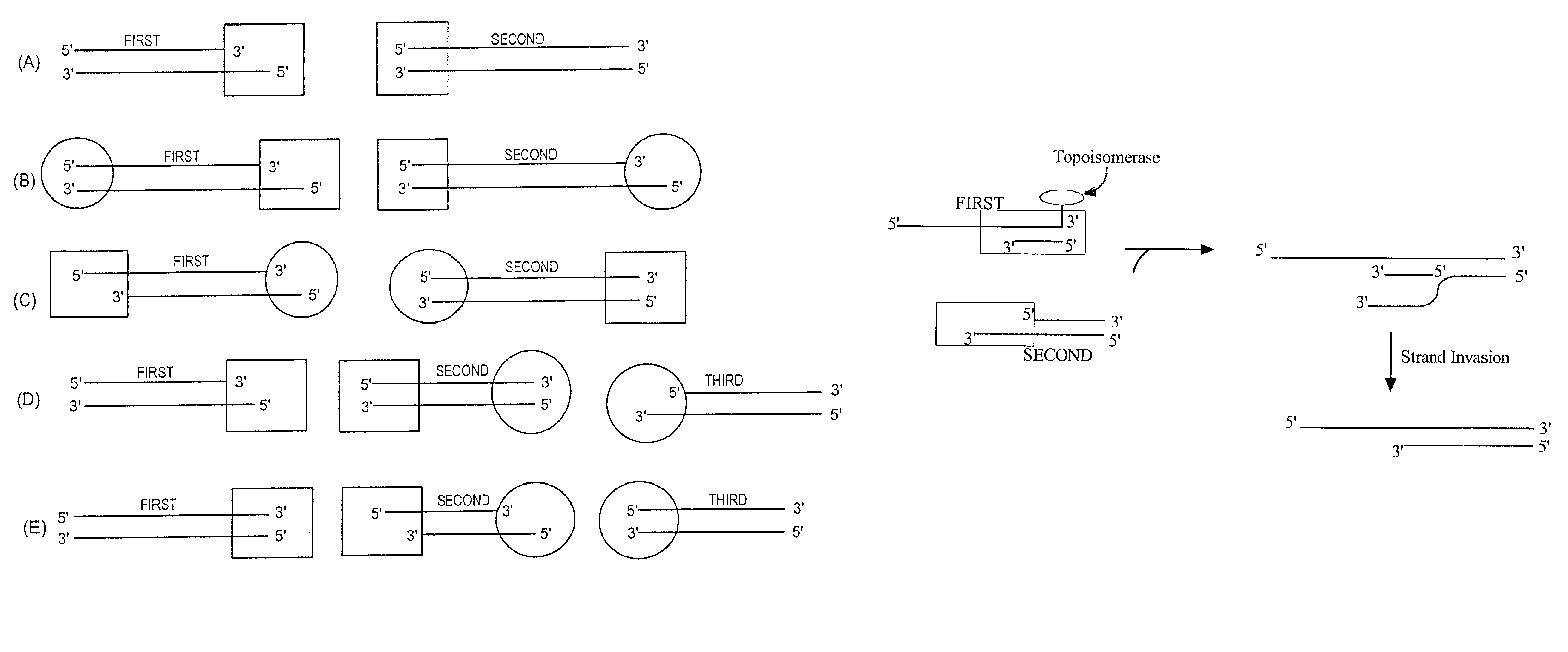 Methods and reagents for molecular cloning