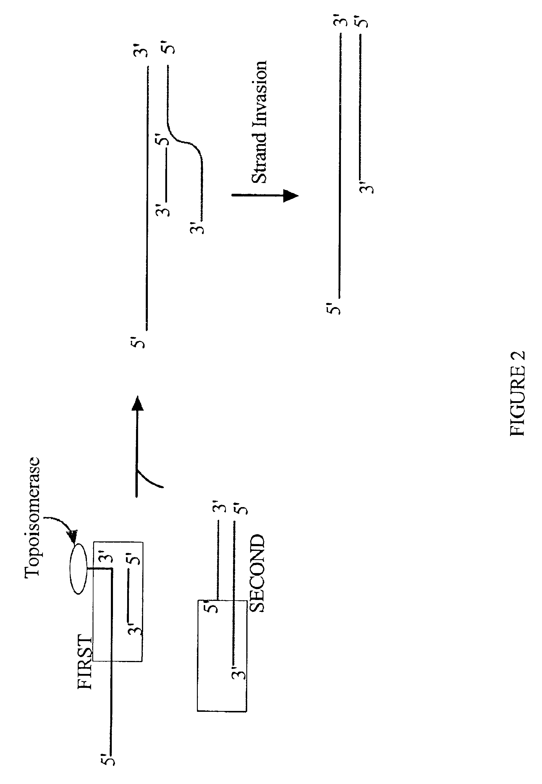 Methods and reagents for molecular cloning