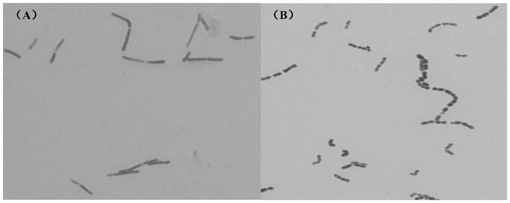 Lactobacillus helveticus, direct vat set starter for high-yield GABA and application of direct vat set starter.