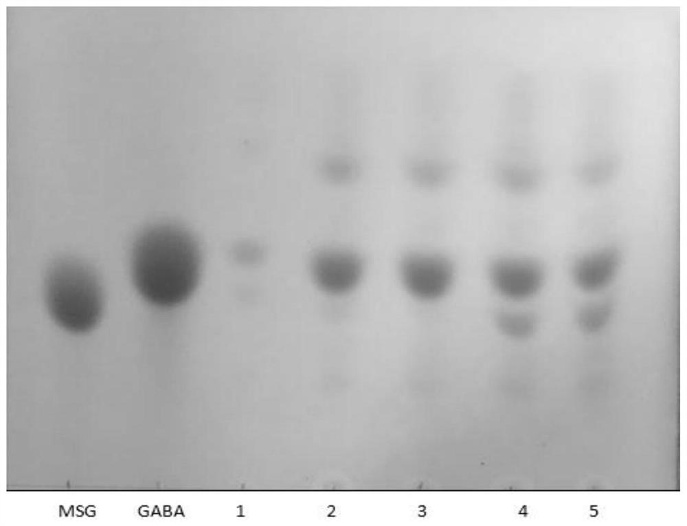 Lactobacillus helveticus, direct vat set starter for high-yield GABA and application of direct vat set starter.