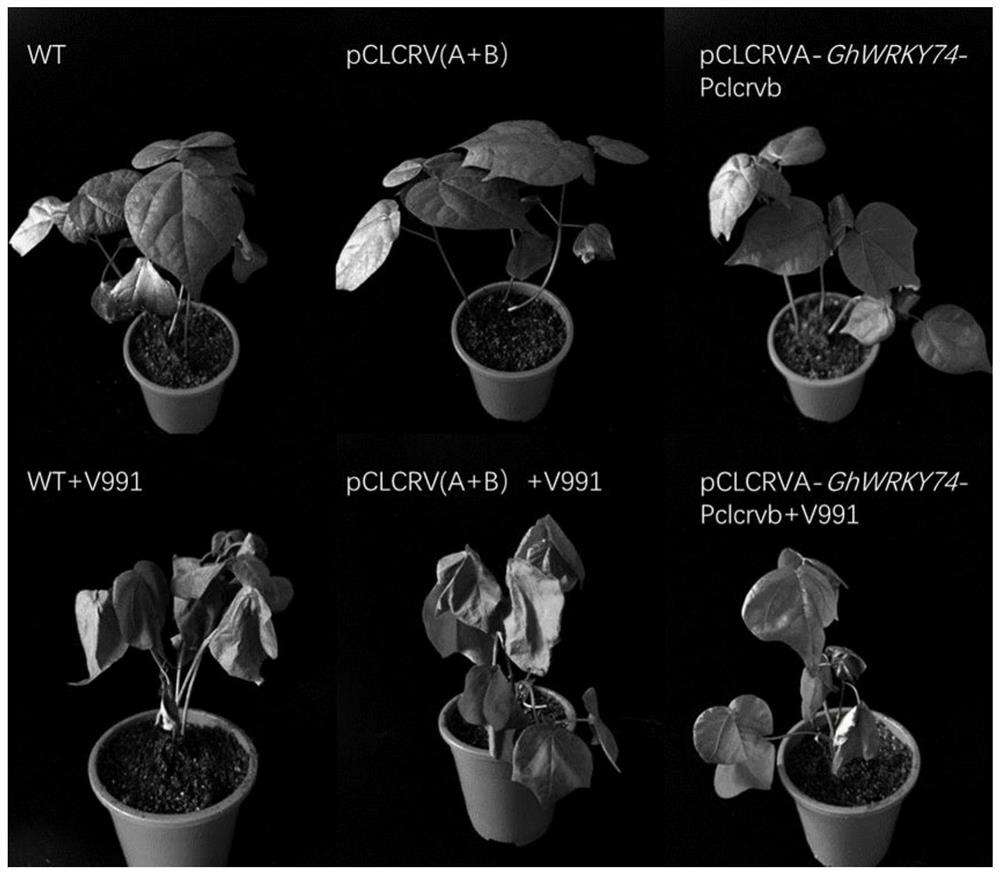 Gossypium hirsutum GhWRKY74 protein, and coding gene and application thereof