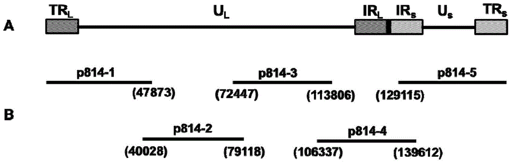 Reverse genetic operating system for Marek's disease virus attenuated vaccine strain 814 and application thereof in virus rescue