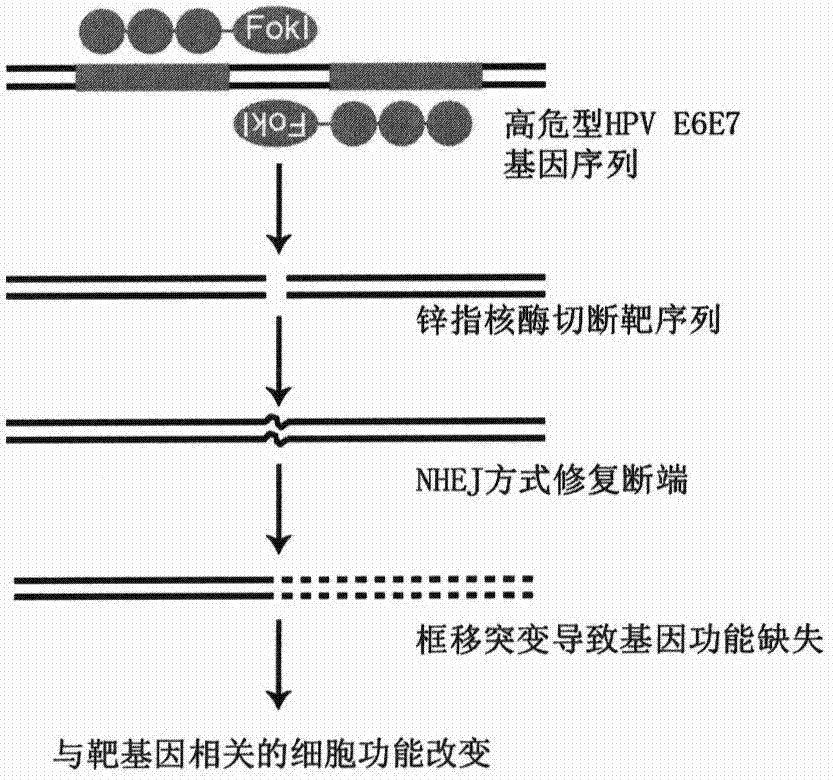 Method for knocking out human papillomavirus e6e7 gene by zinc finger nuclease