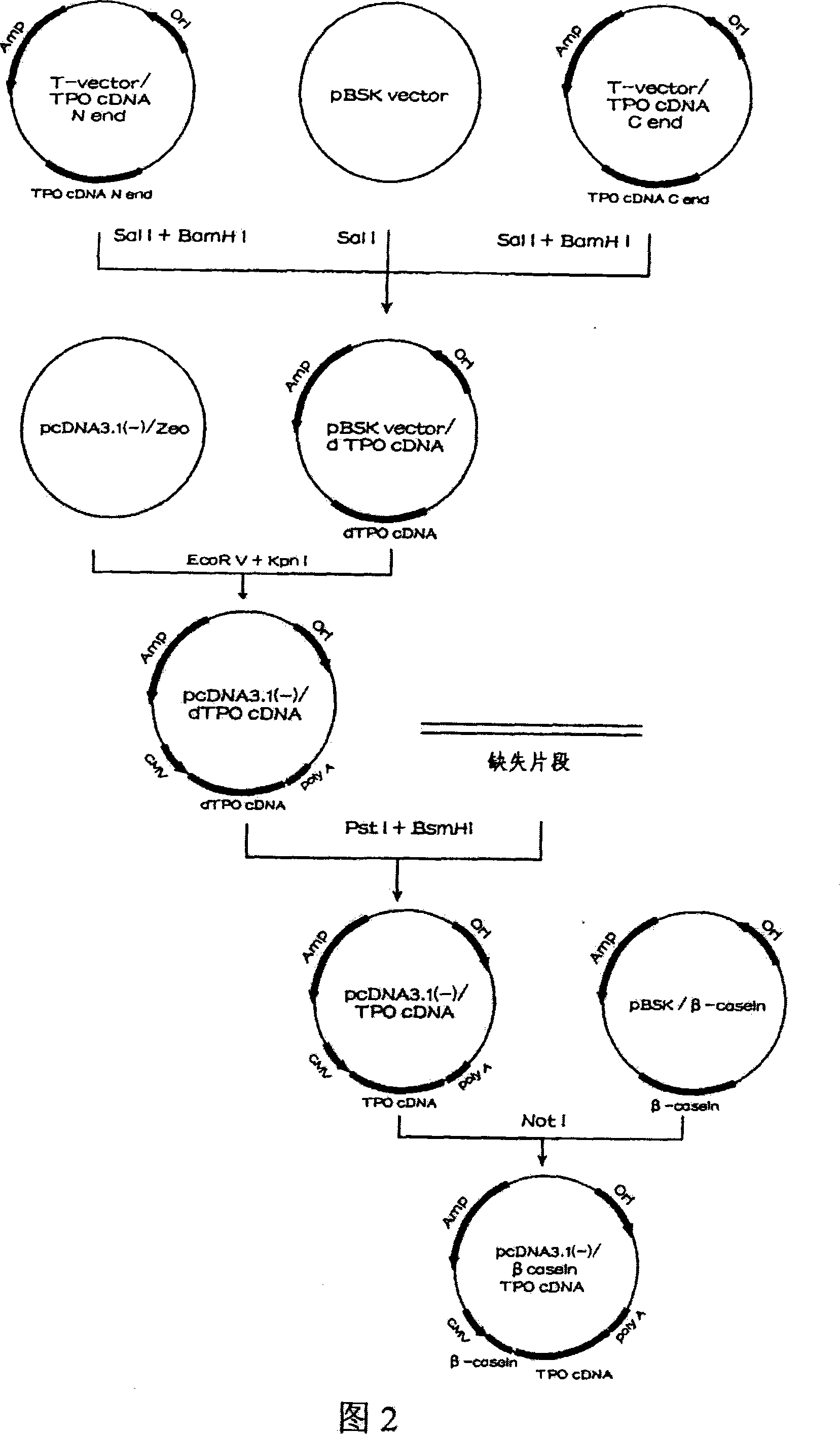 Human thrombopoietin expression vector and constructing method therefor