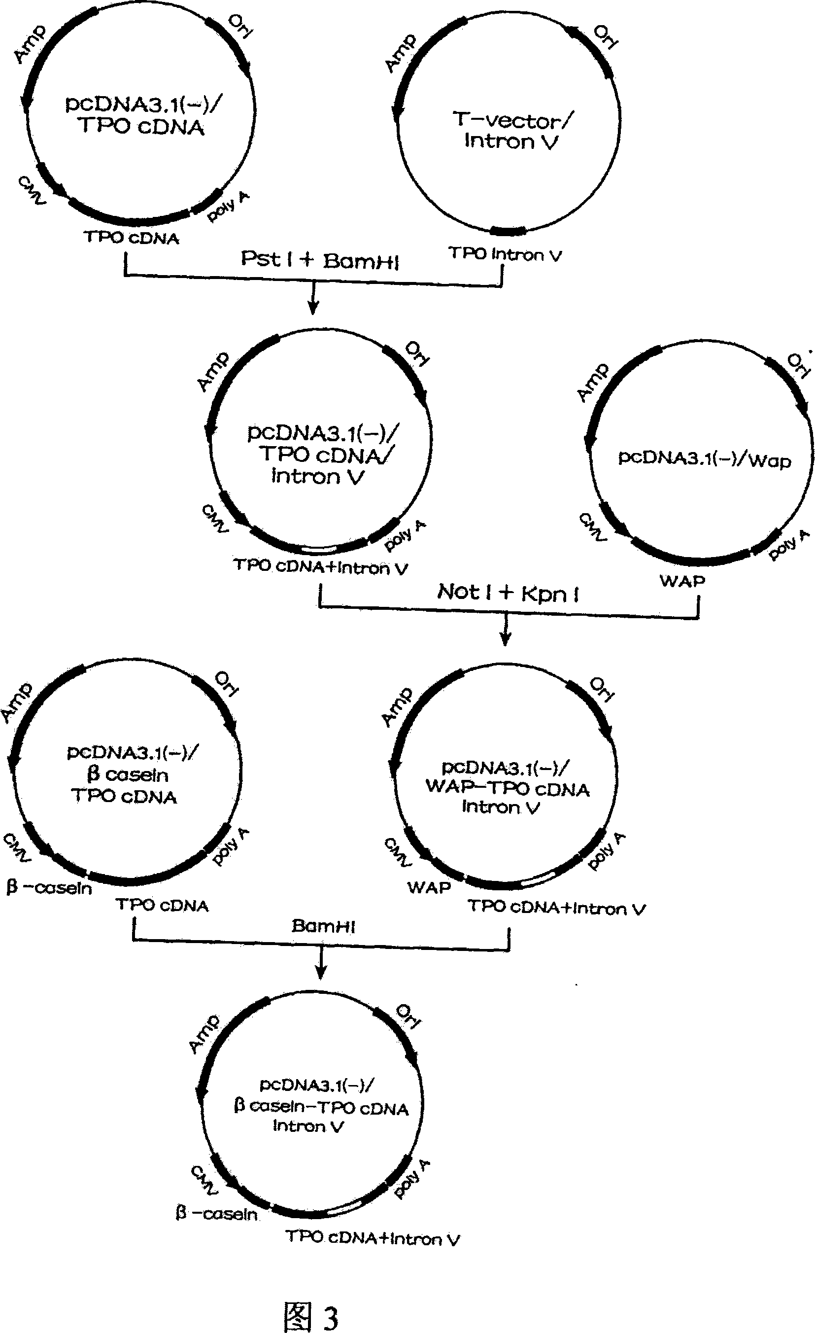 Human thrombopoietin expression vector and constructing method therefor