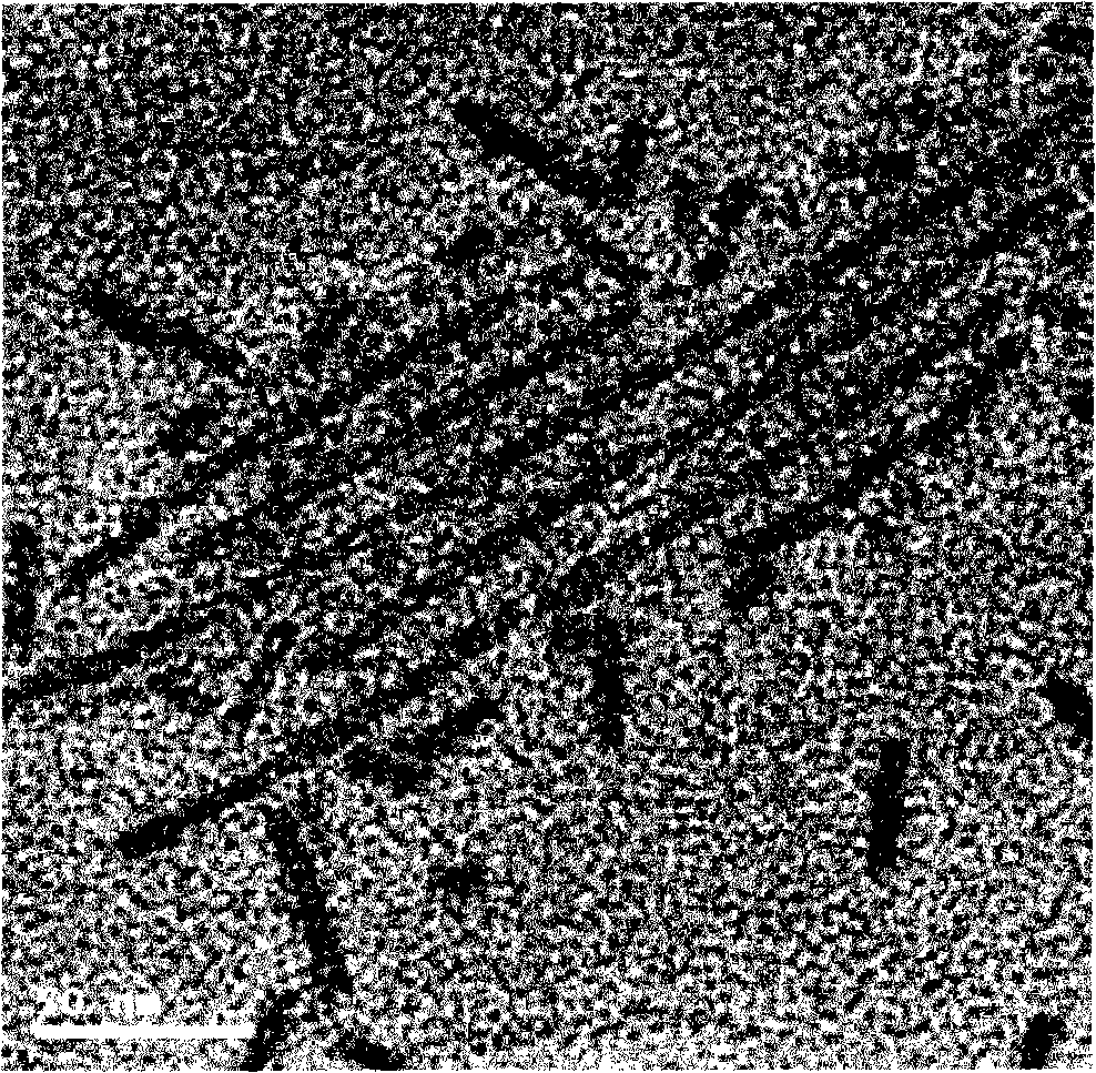 Preparation method of polyoxometallate-polymer hybridized segmented copolymer nanotube