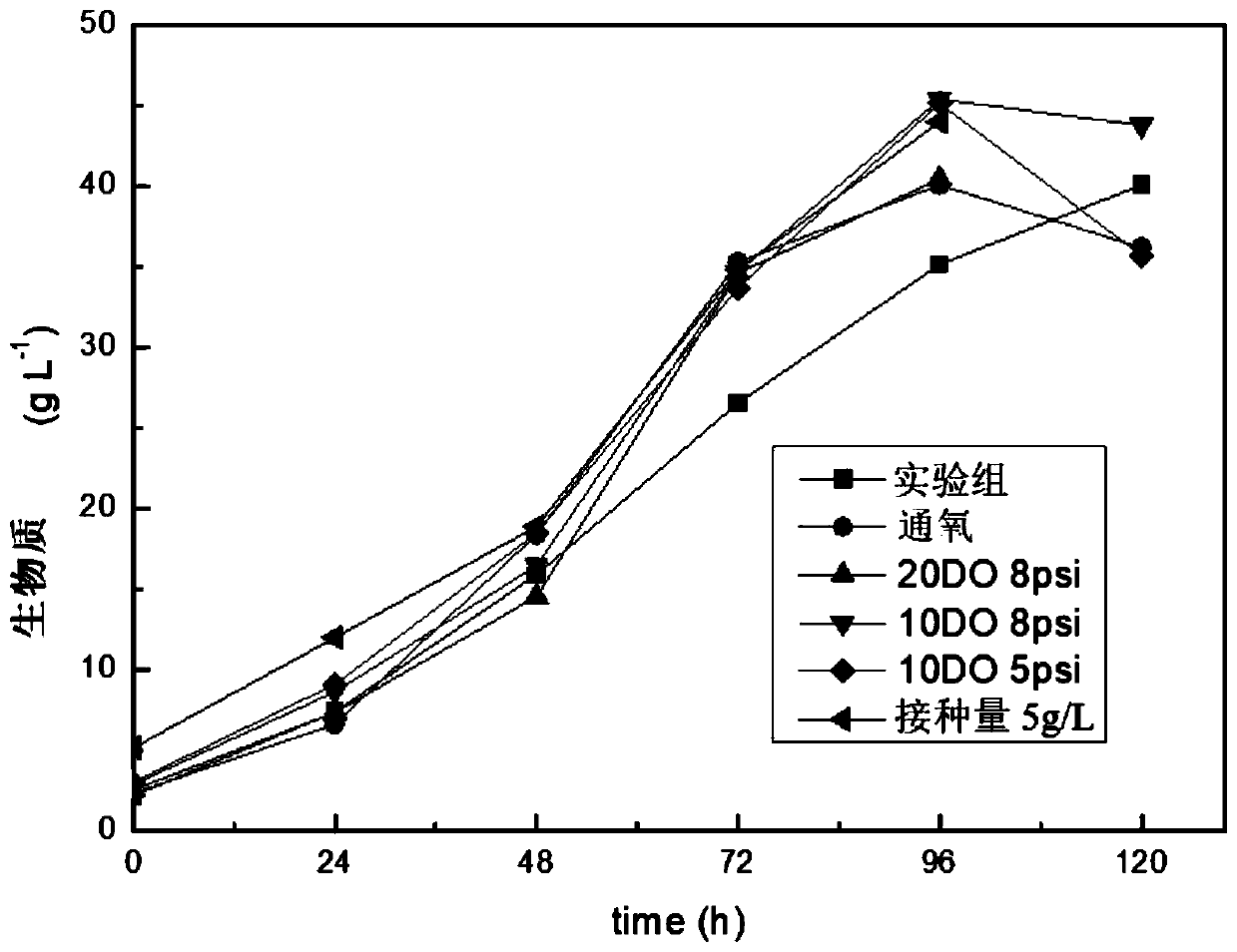 Rapid culture method of chrysophyceae