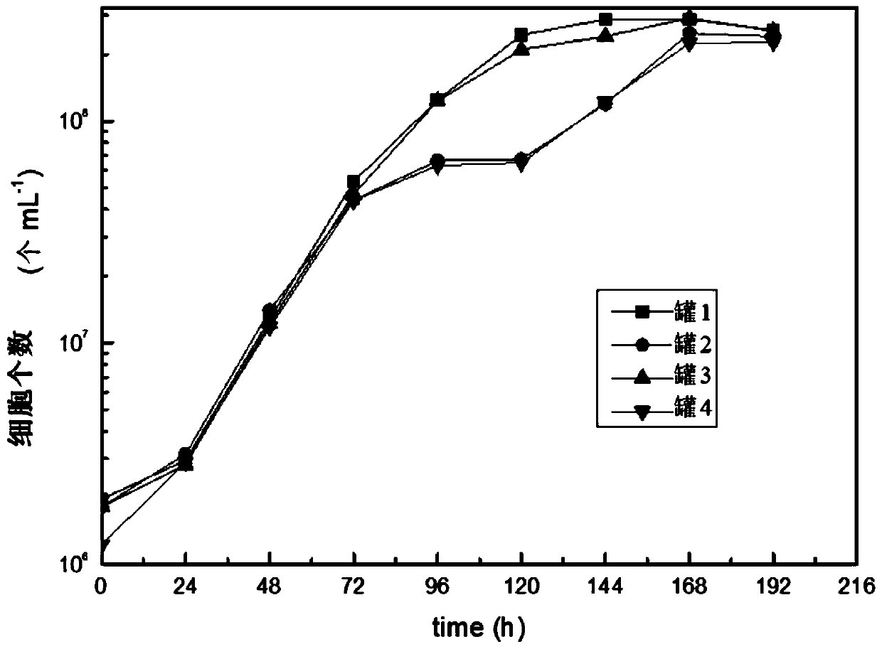 Rapid culture method of chrysophyceae