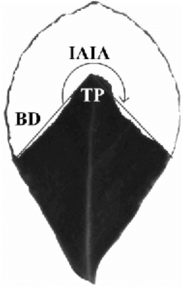 Automatic identification method of plant leaves damage symptom