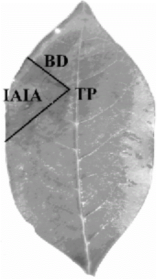 Automatic identification method of plant leaves damage symptom