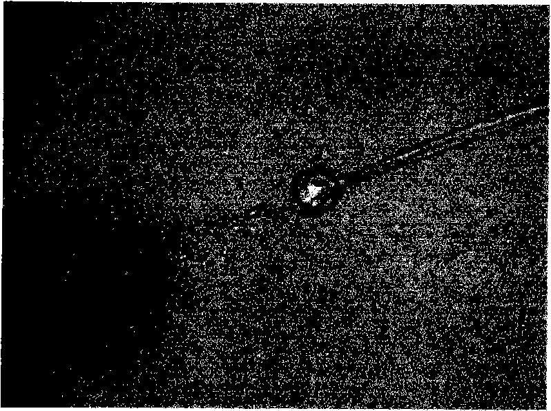 Mucor rouxii and method for producing xylanase by using the same