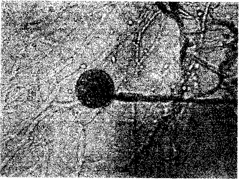 Mucor rouxii and method for producing xylanase by using the same