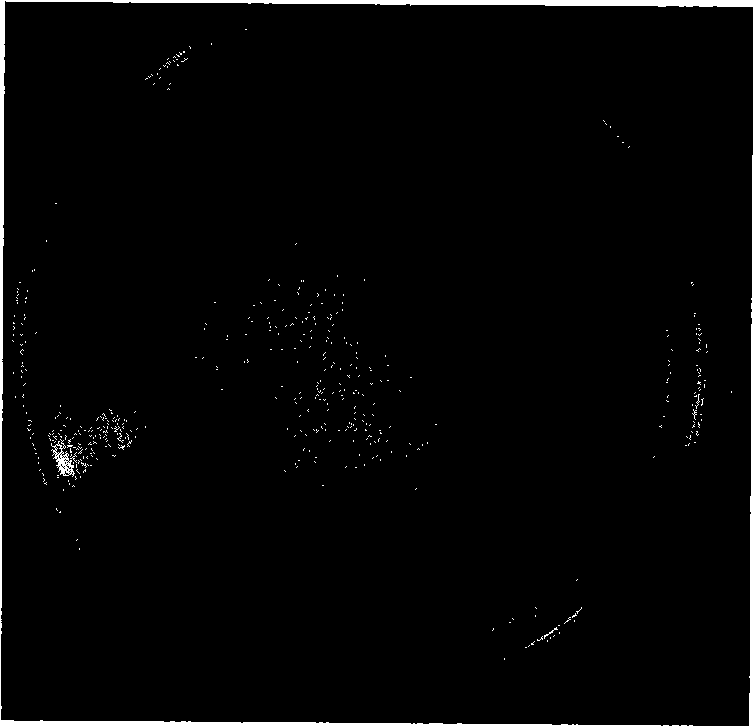 Mucor rouxii and method for producing xylanase by using the same