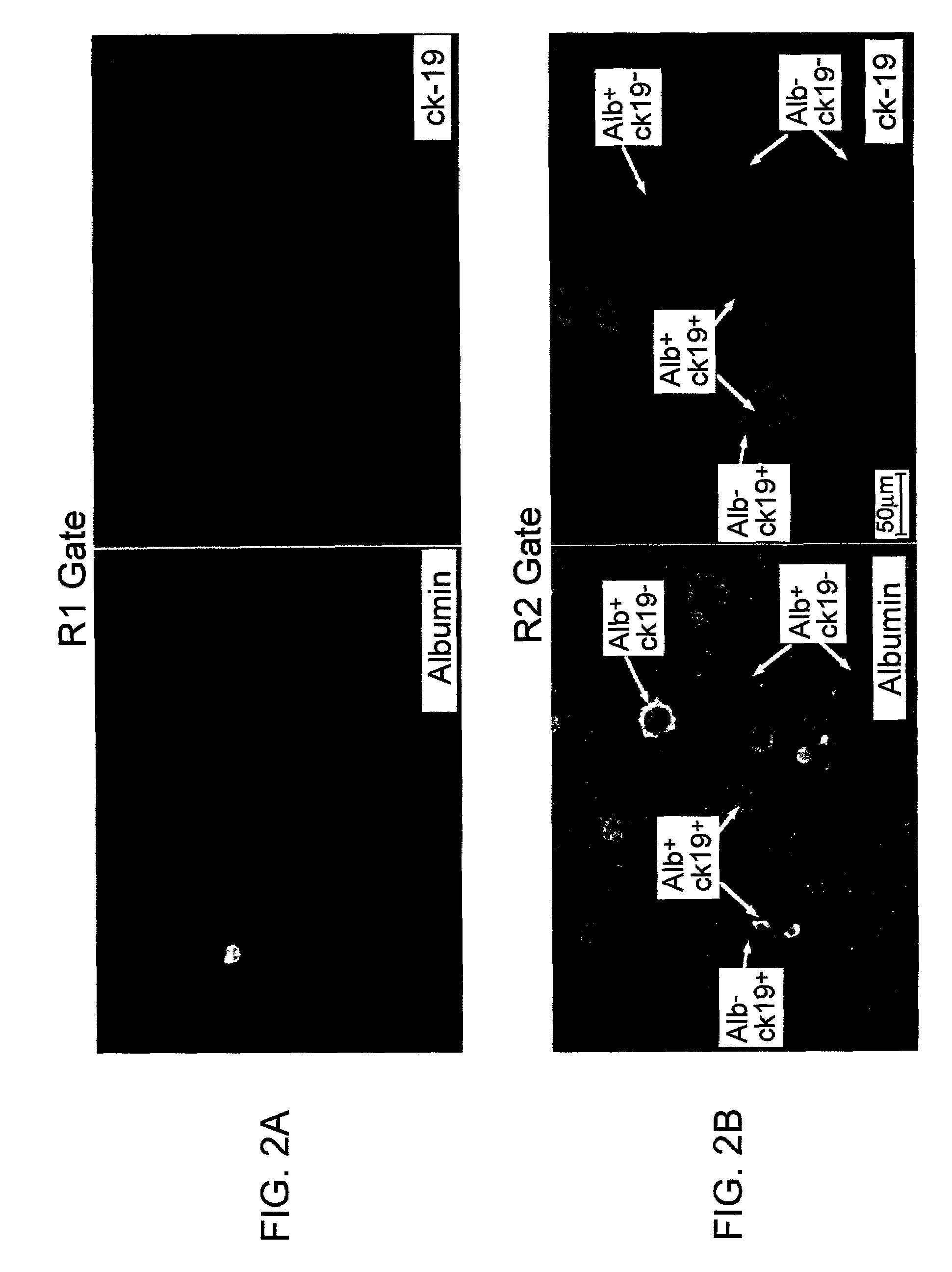 Liver engrafting cells, assays, and uses thereof