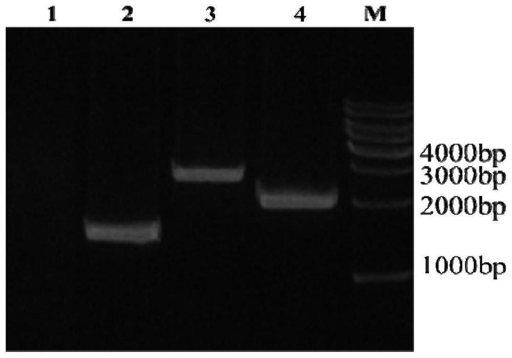 Recombinant H7N9 subtype avian influenza virus-like particle, and preparation method and application thereof