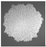 Biocontrol bacillus velezensis and application thereof in preventing cucumber powdery mildew