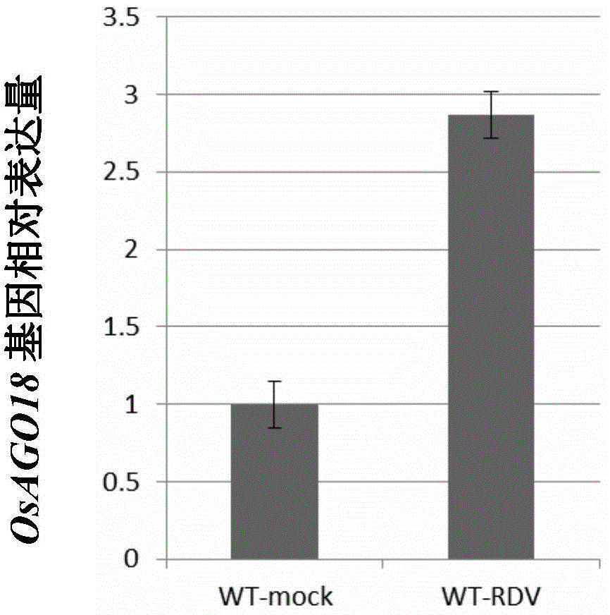 Application of OsAGO18 protein or encoding gene of OsAGO18 protein to regulation and control on resistance of plants on RDV (Rice Dwarf Virus) or virus in same family as RDV