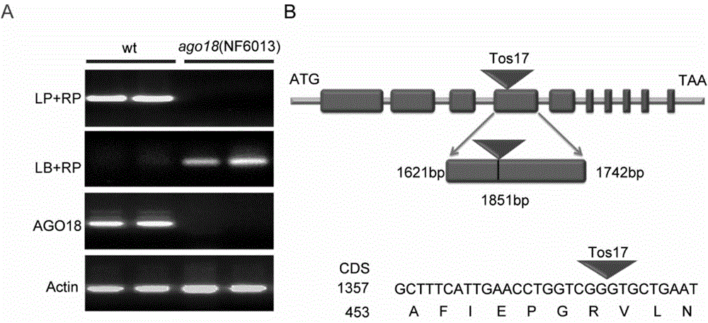 Application of OsAGO18 protein or encoding gene of OsAGO18 protein to regulation and control on resistance of plants on RDV (Rice Dwarf Virus) or virus in same family as RDV