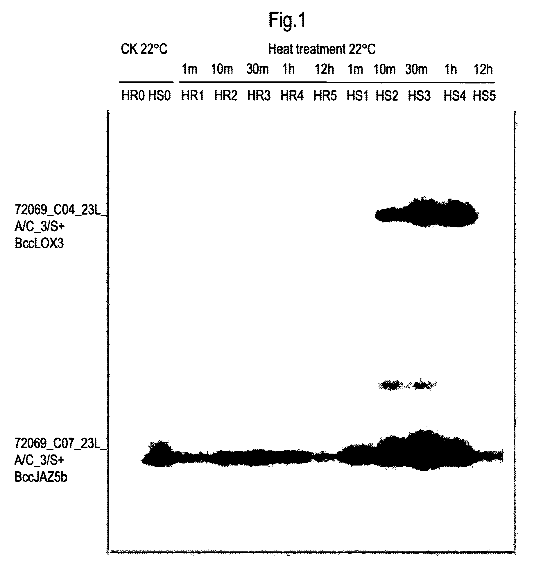 Plant heat-resistance gene JAZ5A and use thereof