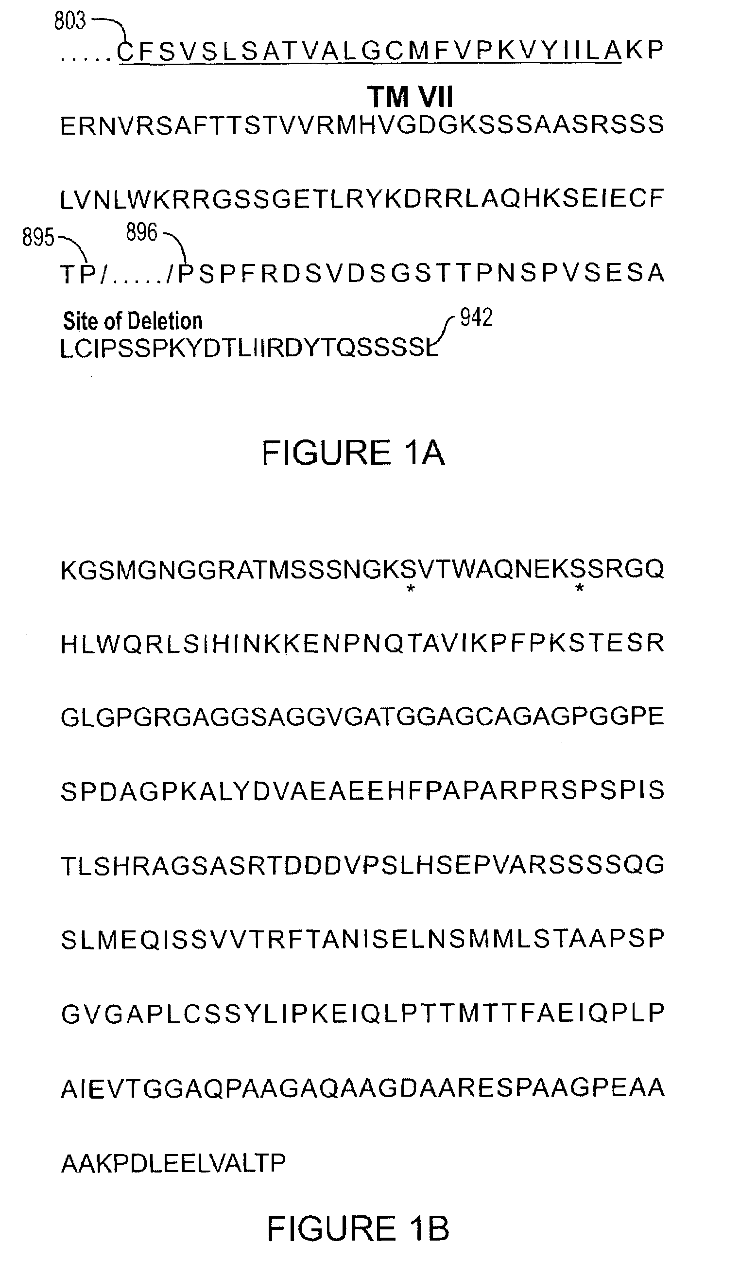 Human metabotropic glutamate receptor