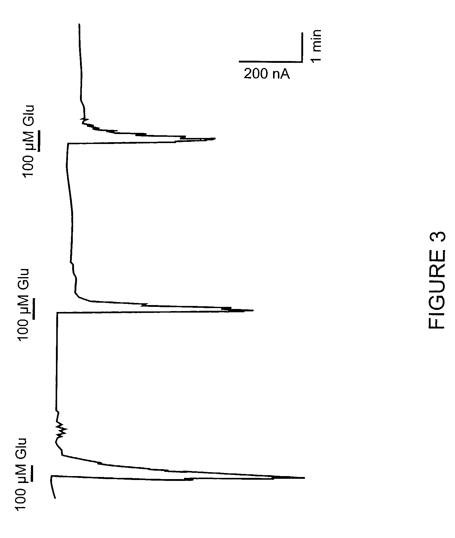 Human metabotropic glutamate receptor