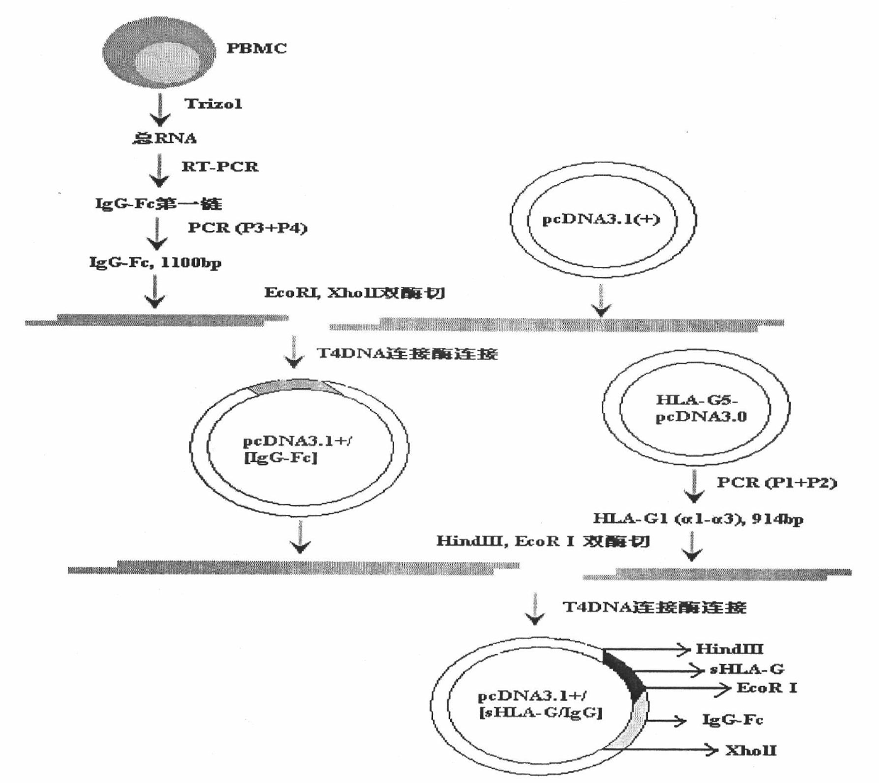 Fusion protein immunosuppressive agent and preparation method and application thereof