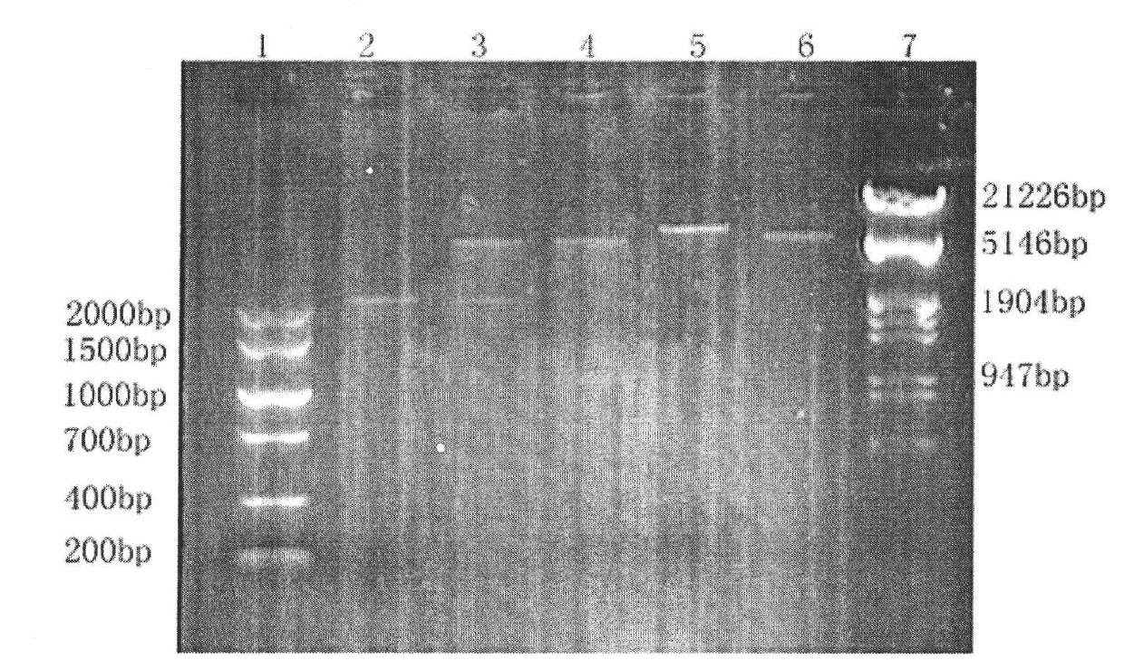 Fusion protein immunosuppressive agent and preparation method and application thereof