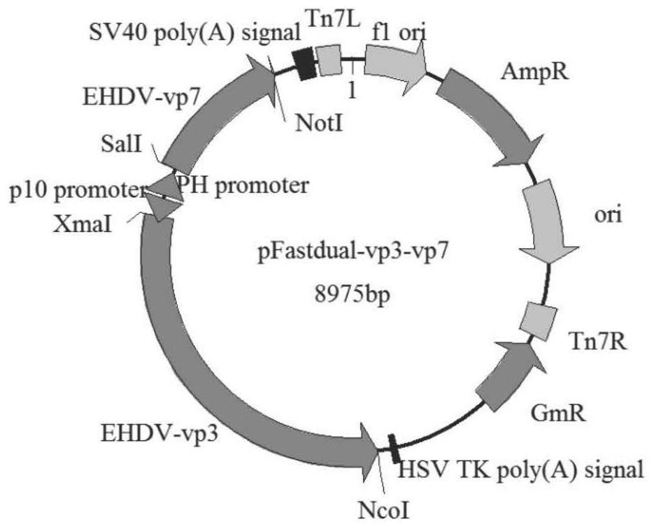 A blocking ELISA antibody detection kit based on ehdv core-like particles, preparation method and application