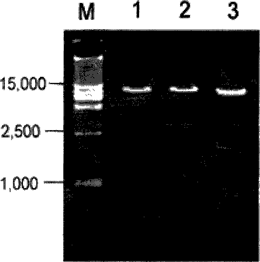 Cucumber Flamingo-bill explant transgenic method