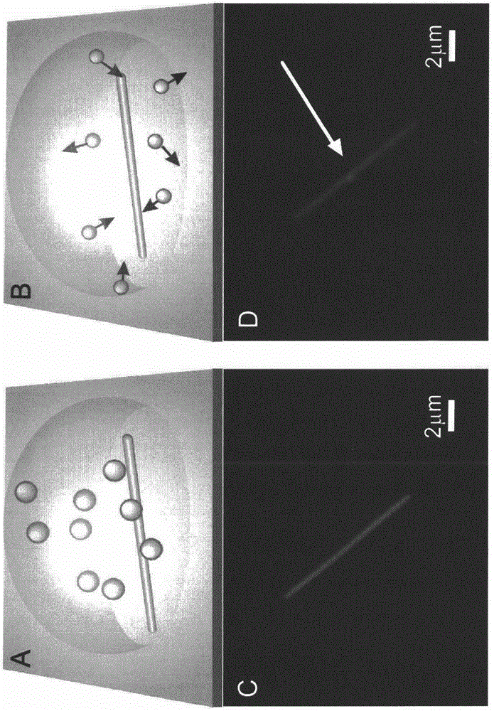 Surface-enhanced Raman scattering base with visible hot spots, preparation method and method for detecting molecules through base