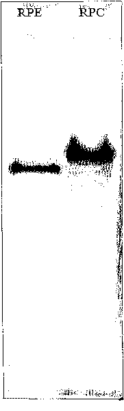 Method for fast separating and purifying R-phycoerythrin, R-phycocyanin