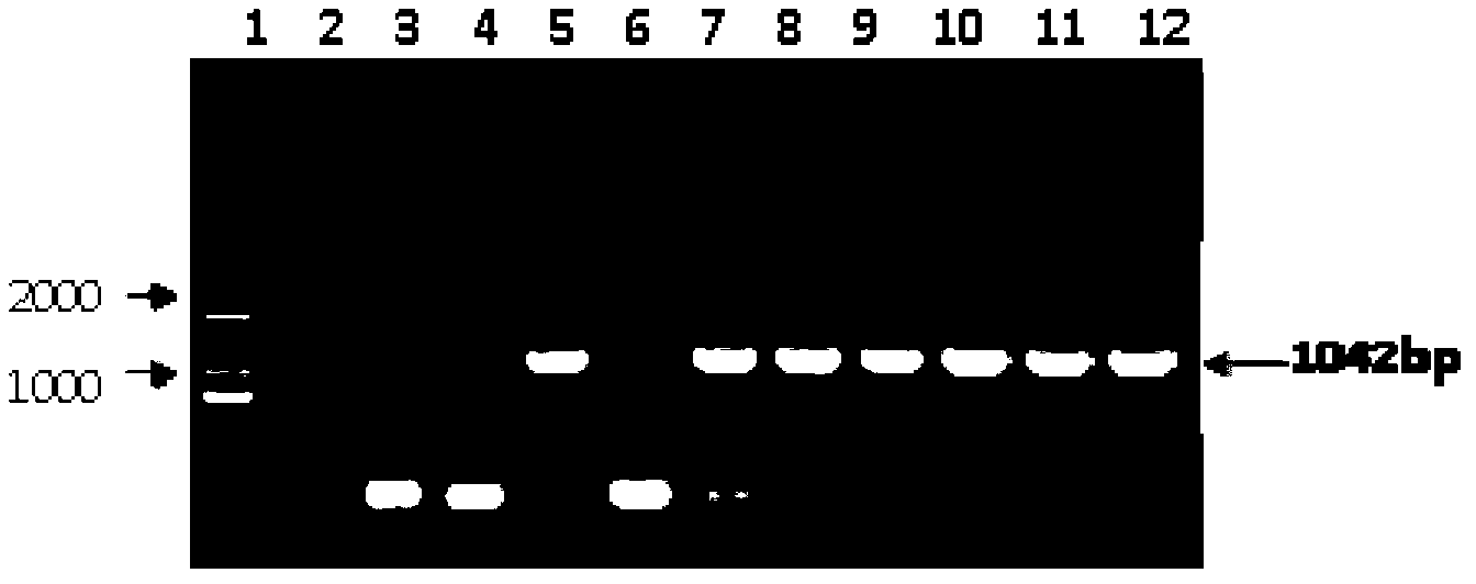 Ultra-binary vector as well as construction method and application thereof