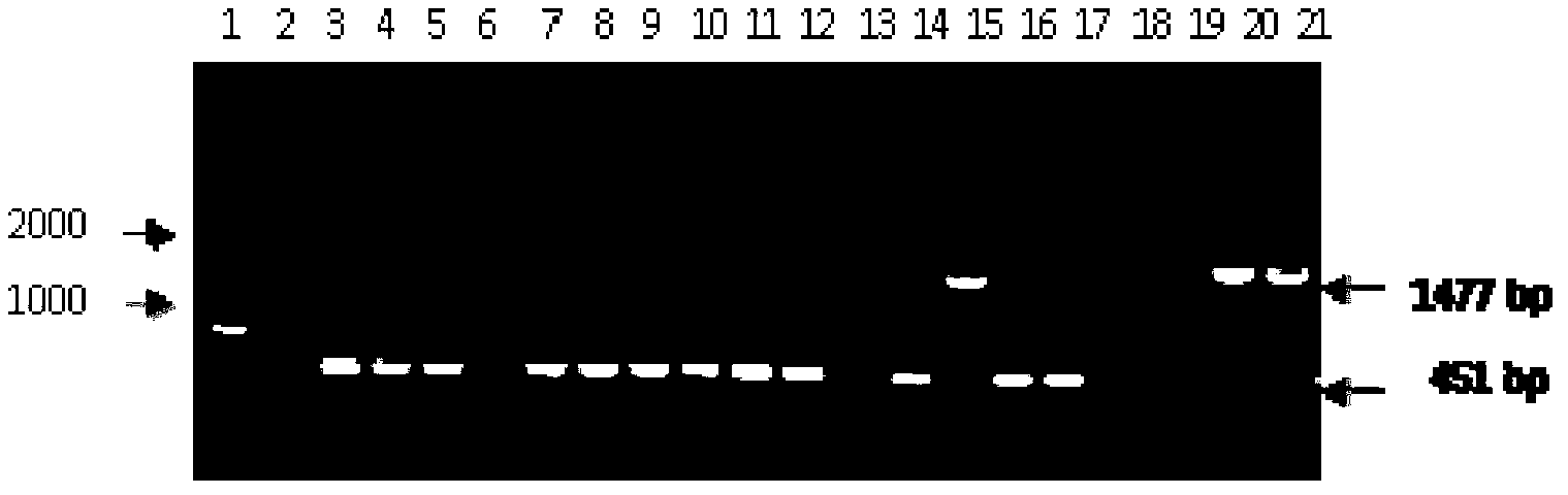 Ultra-binary vector as well as construction method and application thereof