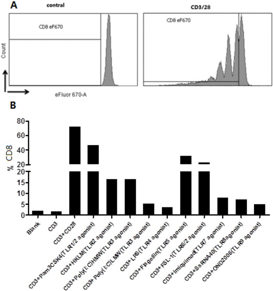 Method for in-vitro amplification of CD8+T cell and cell subset of CD8+T cell