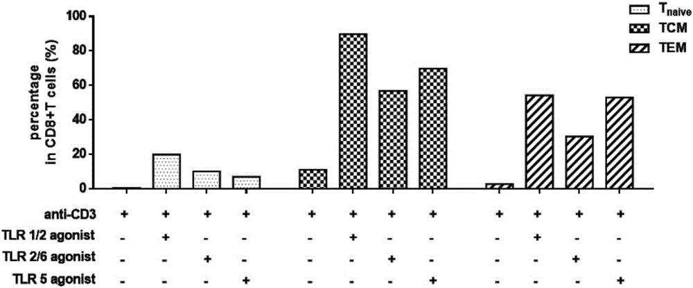 Method for in-vitro amplification of CD8+T cell and cell subset of CD8+T cell