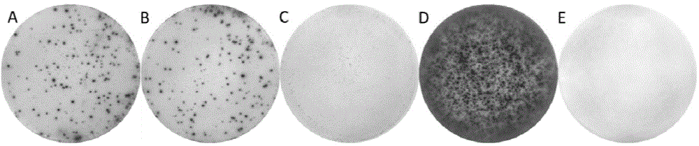 Antigen stimulant and kit for detecting mycobacterium tuberculosis infection, and application of antigen stimulant