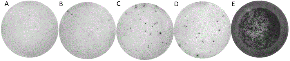 Antigen stimulant and kit for detecting mycobacterium tuberculosis infection, and application of antigen stimulant