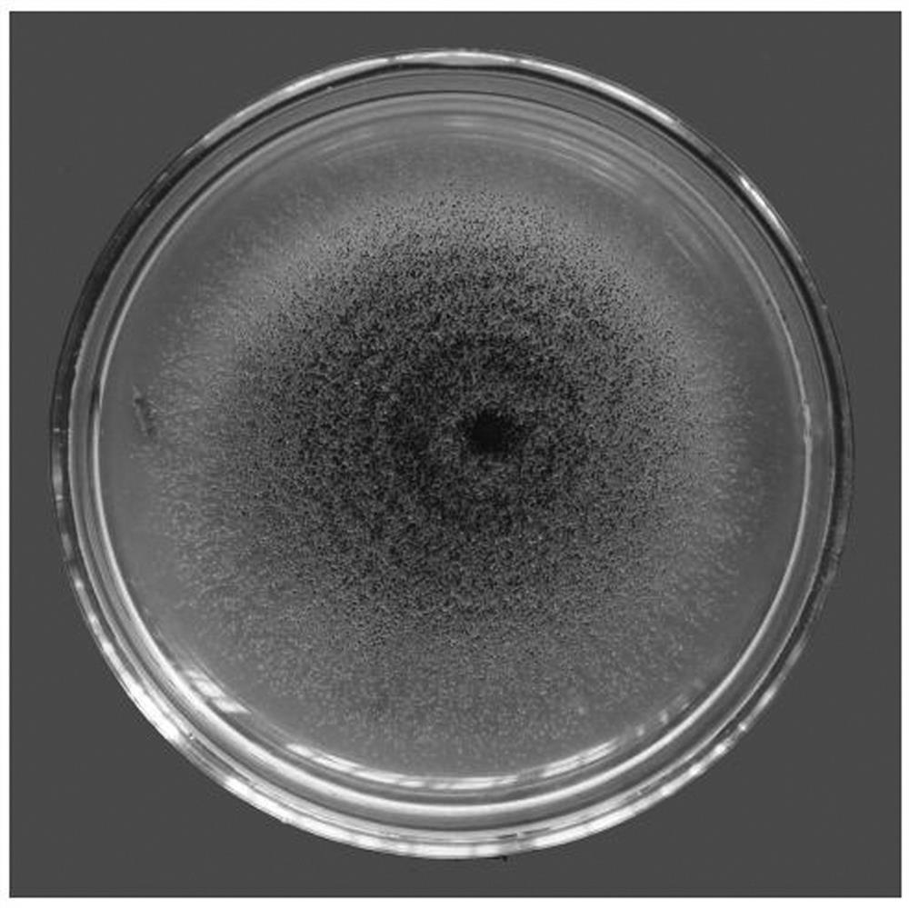 A strain of Metarhizium anisopliae with high pathogenicity to larvae of the blue-footed moth and its application