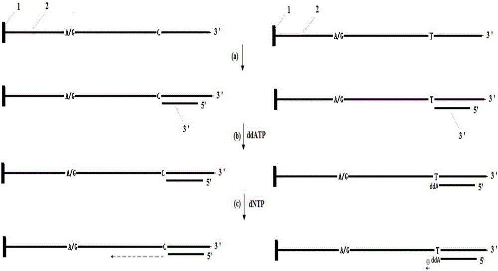 A method for primer selection, sequencing by synthesis, and analysis of haplotypes of PCR products