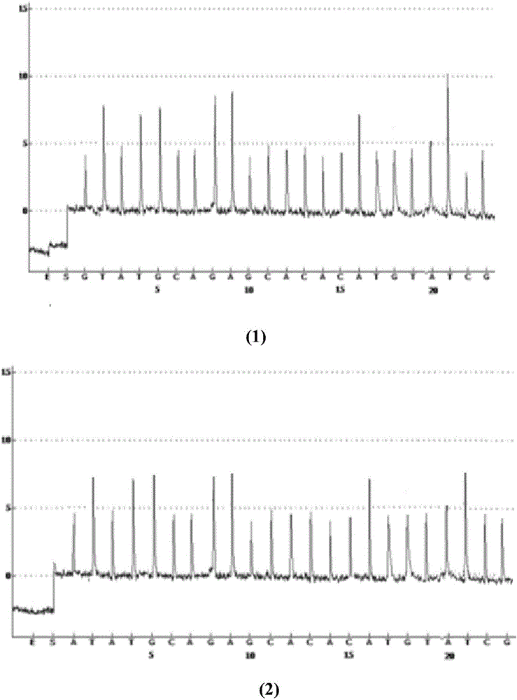 A method for primer selection, sequencing by synthesis, and analysis of haplotypes of PCR products