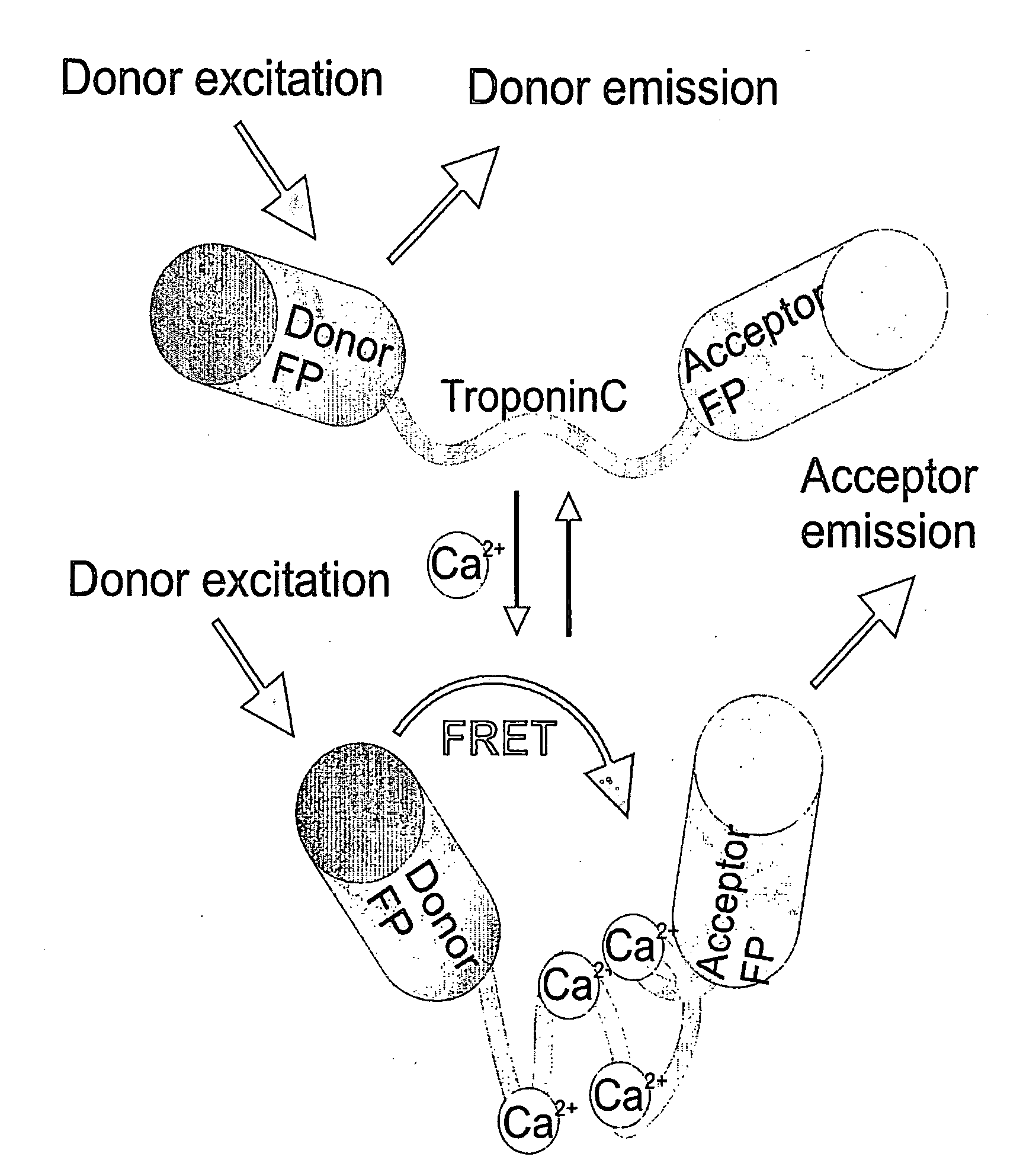 Genetically encoded bioindicators of calcium-ions